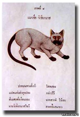Восьмая Кошка WI-CHI-AN-MAAD (бриллиантовая сиамская) 