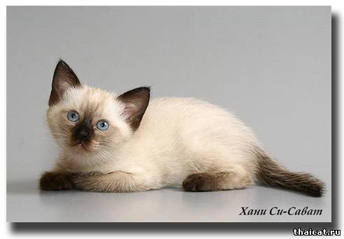 Тайская кошка (тайский кот)