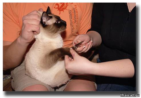Подстригаем ноготки тайскому коту
