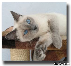 Тайская кошка Дафна Thai Cat Club, г. Обнинск