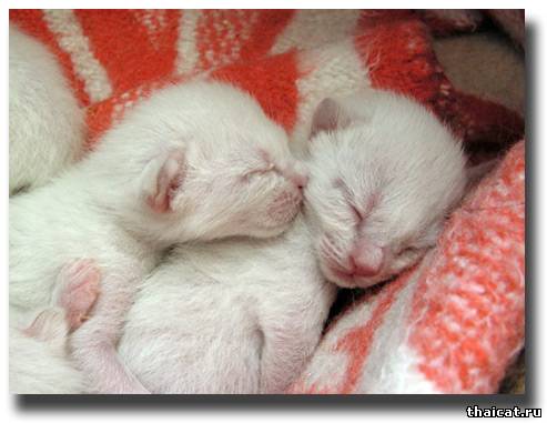 новорожденные тайские котята