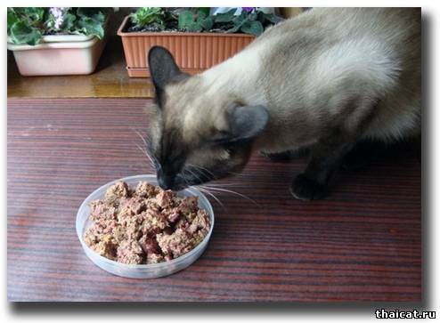 Чем кормить домашнюю кошку?