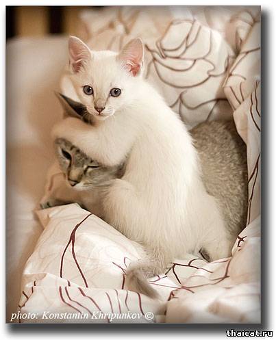 Тайский котенок с мамой-кошкой