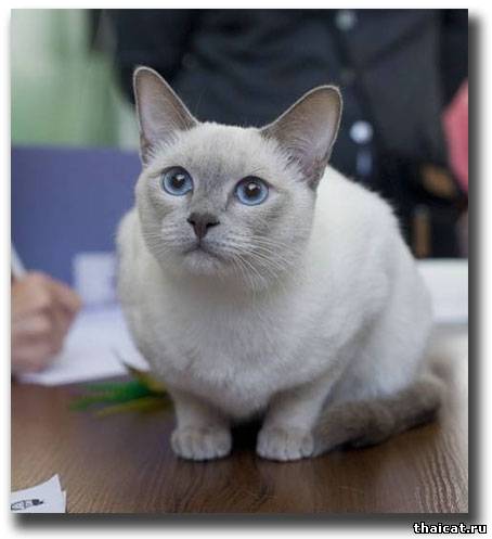 Тайская кошка лайлак-пойнт