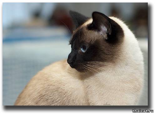 ТОП-7 признаков здоровья кошки: нос, температура, зубы, зрение