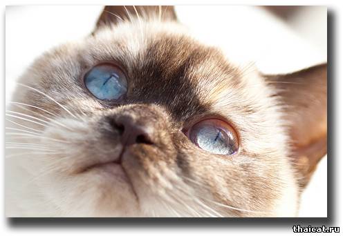 Британские кошки окраса блю-пойнт: стандарты породы, особенности ухода и содержания