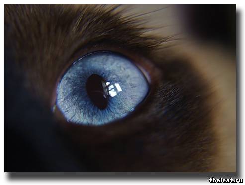 синие глаза тайских и сиамских кошек