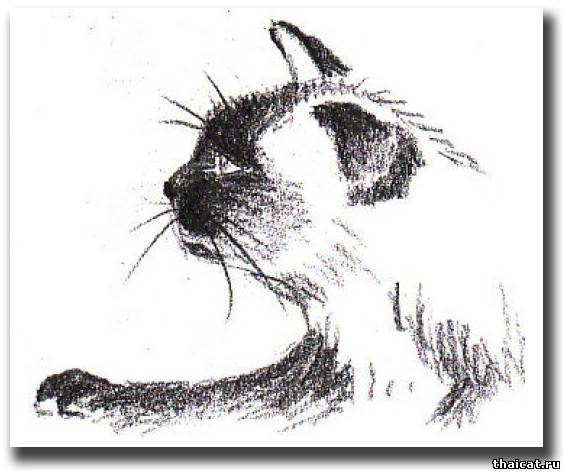 Рисунки карандашом сидящая кошка (30 фото)
