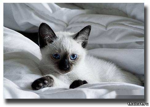 кот взбесился и ссыт на постель! — 20 ответов | форум Babyblog